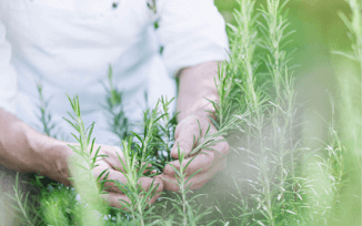 Oliver Schulz beim Pflücken von frischen Kräutern im Garten